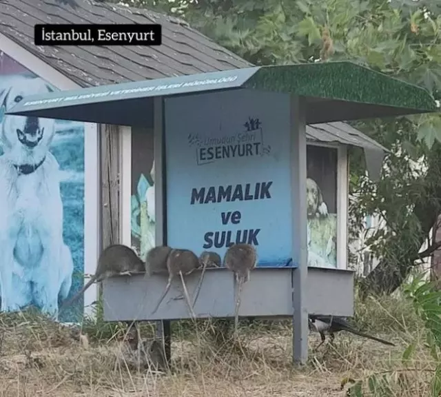 Görüntüler İstanbul’dan! Devasa fareler sokağı istila etti
