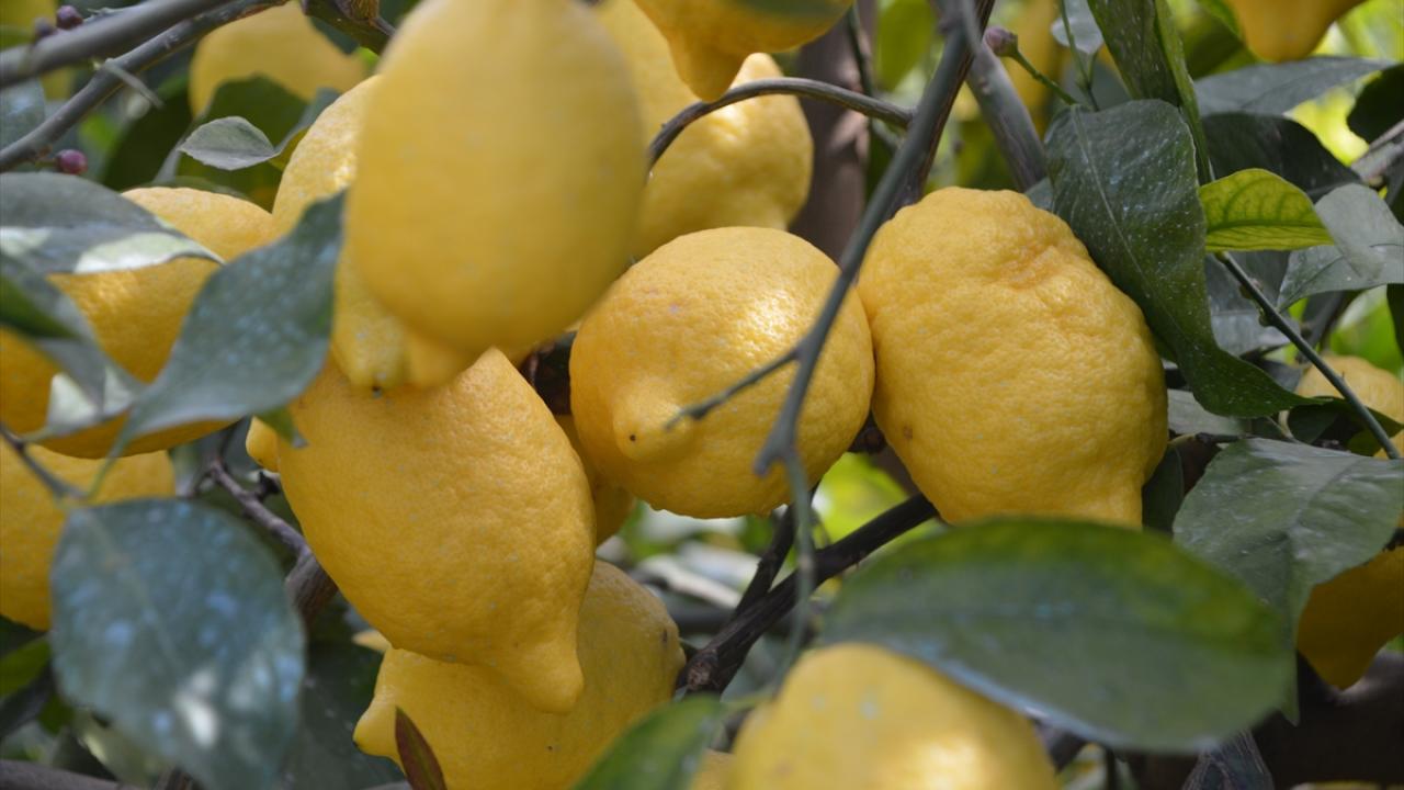 Limon ihracatı geçici olarak durduruldu