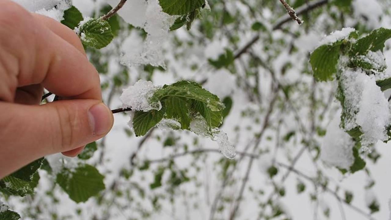 ÇKS kayıtlı çiftçiye zirai don desteği verilecek